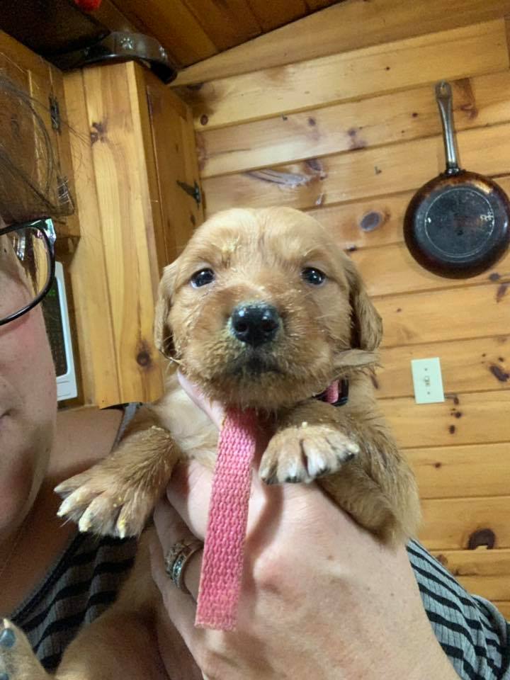 Pups1